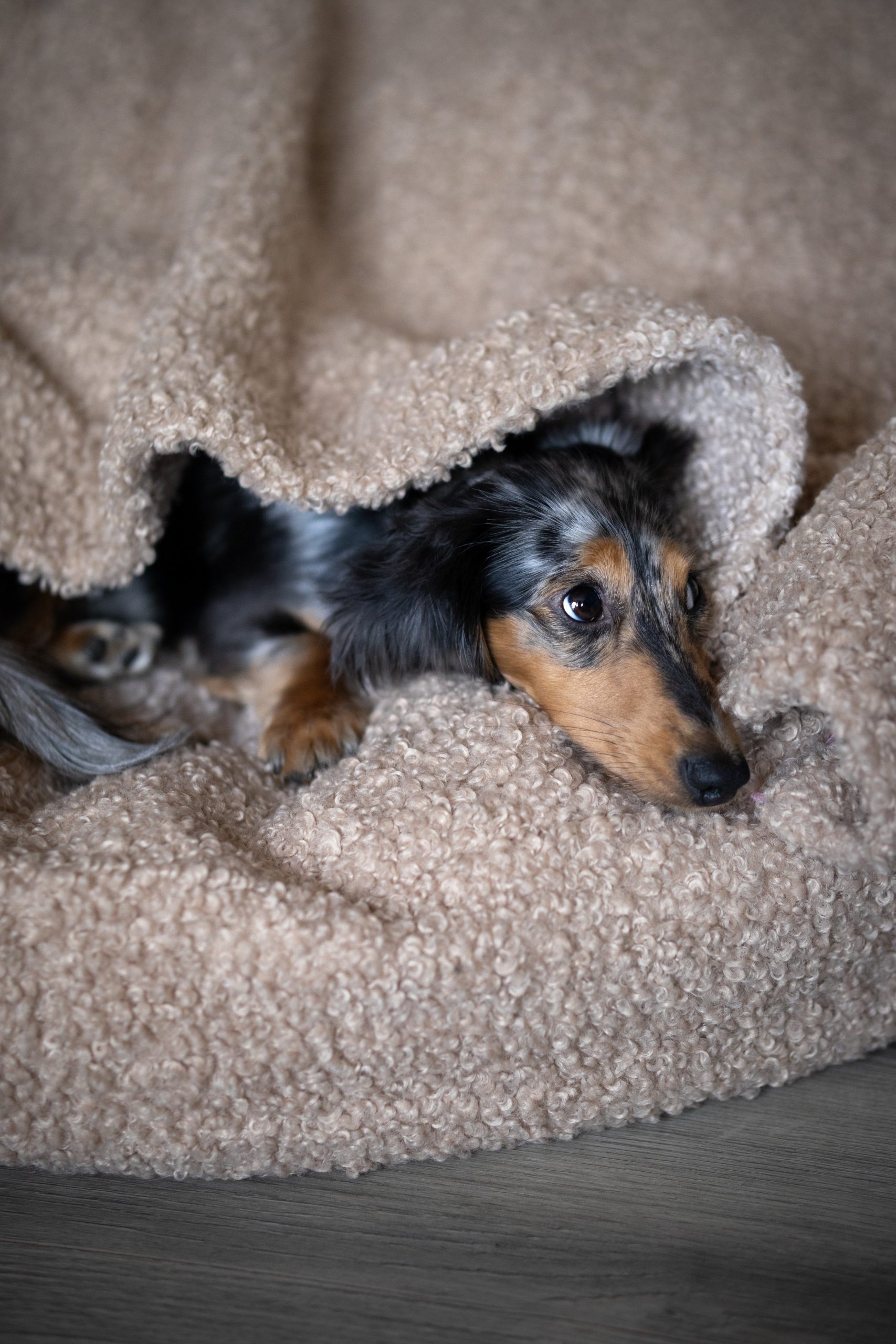 Legowisko norka dla psa Odiee Teddy Boucle legowisko norka dla psa Odiee Teddy Boucle miękkie legowisko dla psa