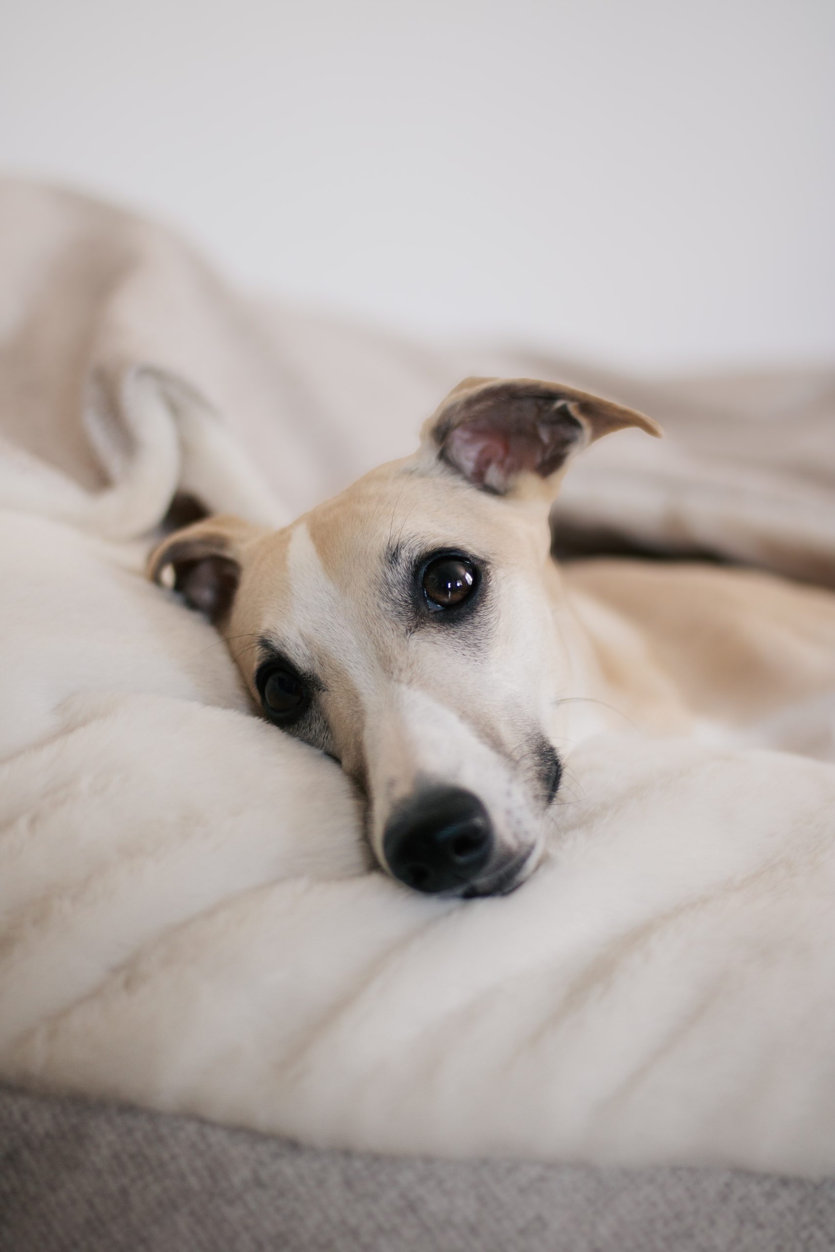 Legowisko norka dla psa Odiee Cloud Cream legowisko norka dla psa Odiee Cloud Cream miękkie legowisko dla psa