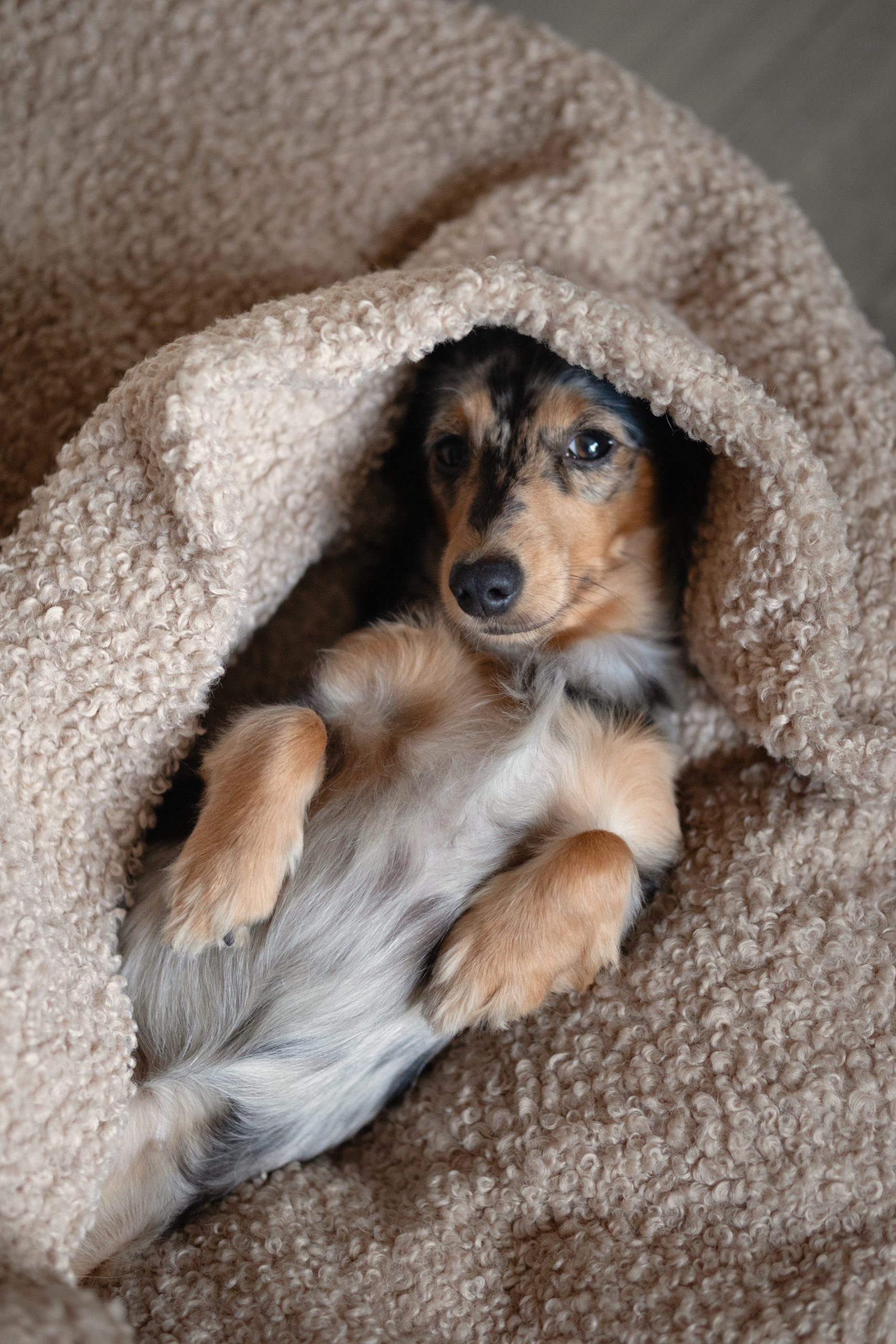 Legowisko norka dla psa Odiee Teddy Boucle legowisko norka dla psa Odiee Teddy Boucle miękkie legowisko dla psa